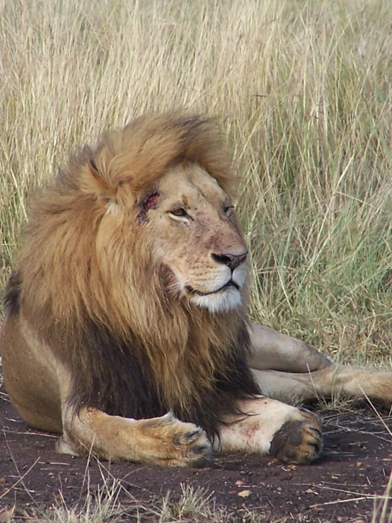 a large adult male lion laying down on the ground