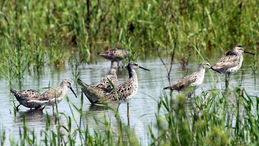 some birds in the water looking for food