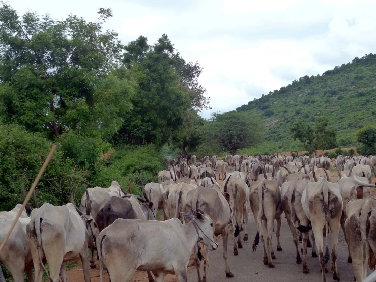 the cattle are in a large number, walking down the road