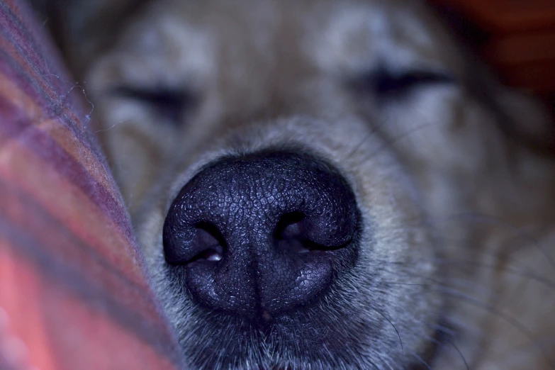 a close up of the nose and head of a dog