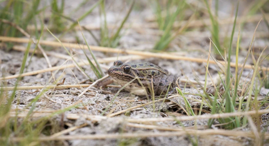 a close up of a frog on a patch of dirt