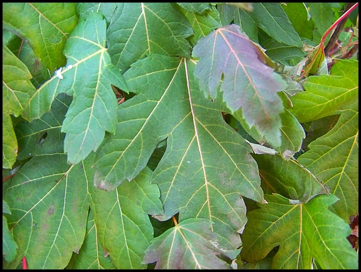 the leaves are on top of a tree