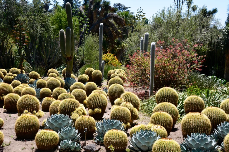 a bunch of plants that are in a garden