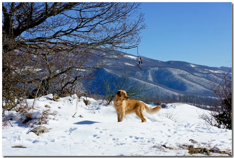 a large dog standing in the snow with mountains behind