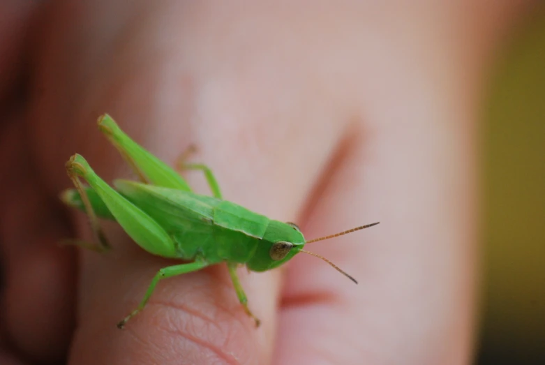 a large green insect sitting on the fingers of someone