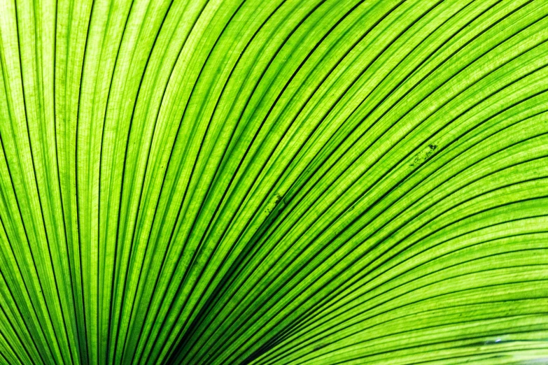 a green leaf from a plant