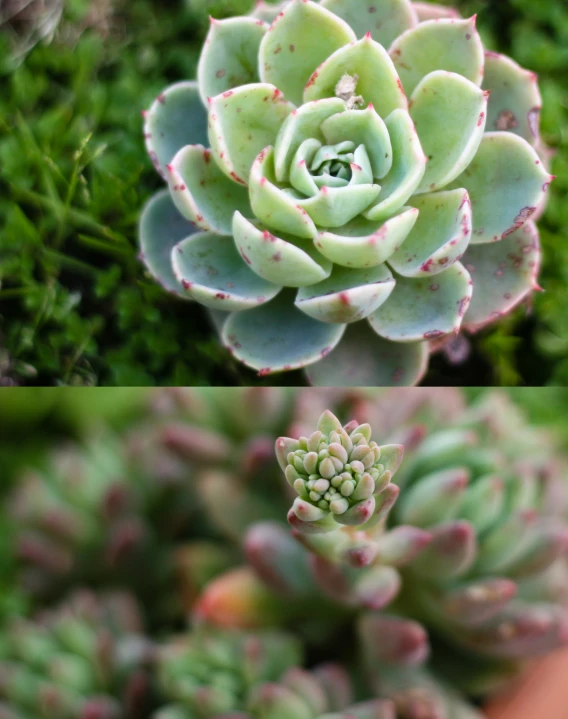 two different view of a small succulent plant