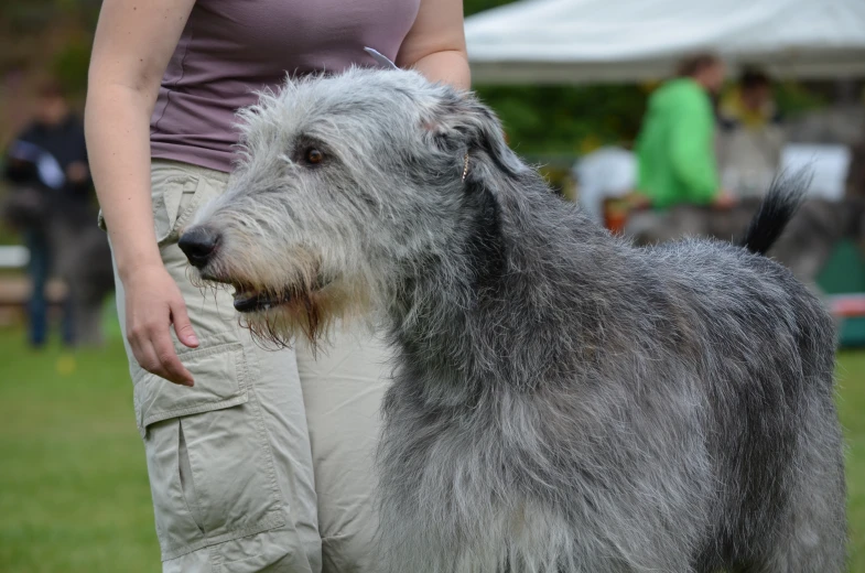 woman standing with grey gy dog at outdoor event