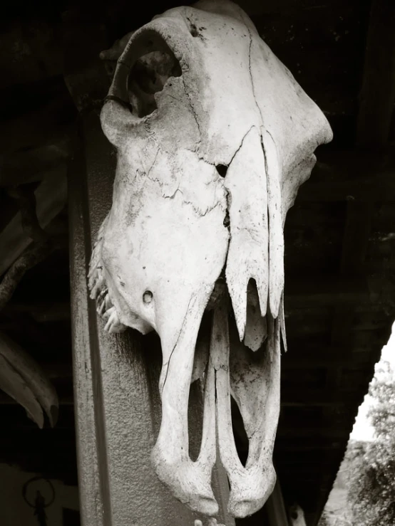 a large, old skull hangs on the wall