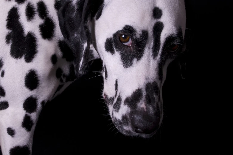 a black and white dalmatian dog has it's head tilted towards the camera