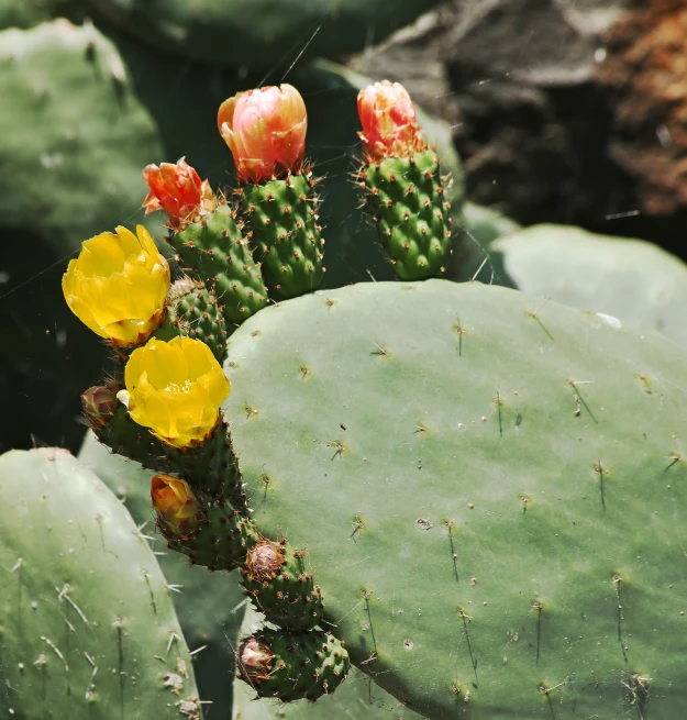 two flowers are blooming from a large green cactus