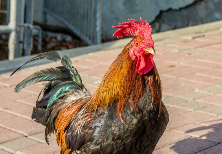 a brown rooster with red comb and feathers standing next to a brick street