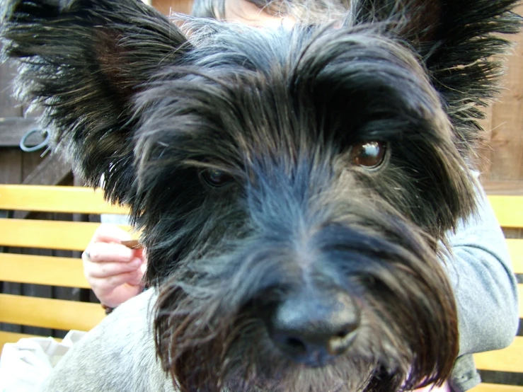 this is a black dog that looks like it has hair