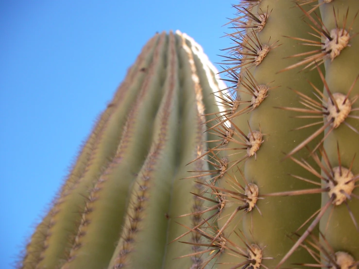 a cactus with a lot of needles on it