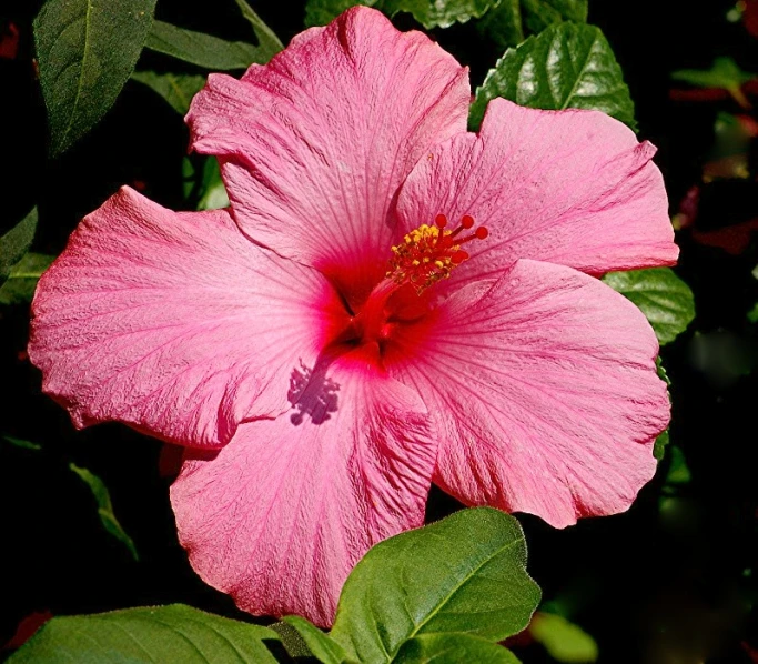 a large pink flower with some green leaves