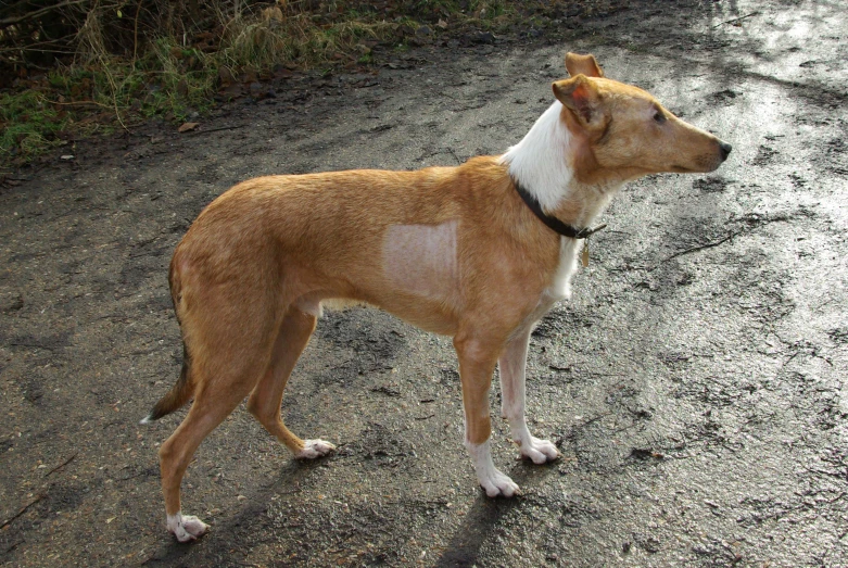 a small brown and white dog on gravel road