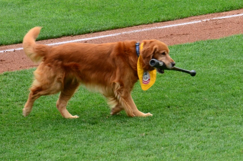 a golden retriever holds a baseball bat in its mouth