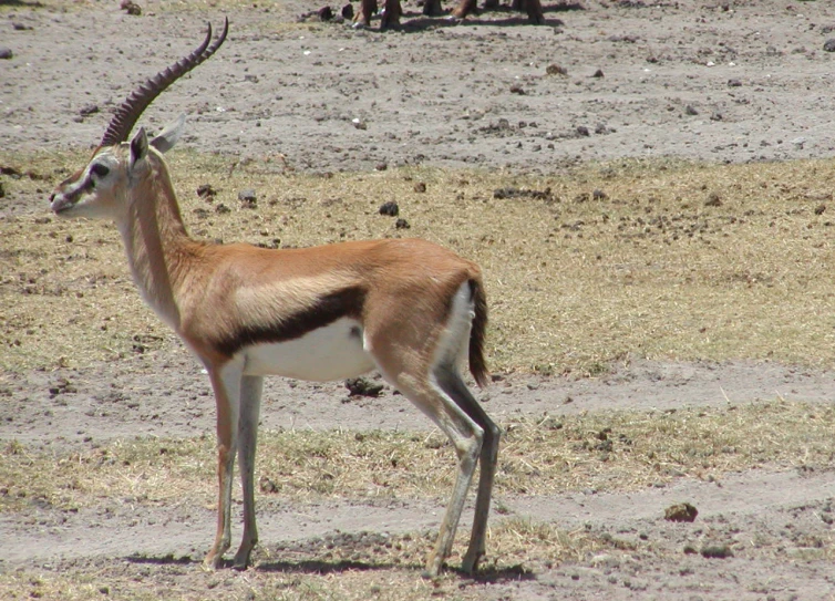 an antelope stands in the sand in front of a giraffe