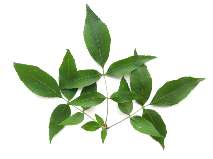 several green leaves on a white surface