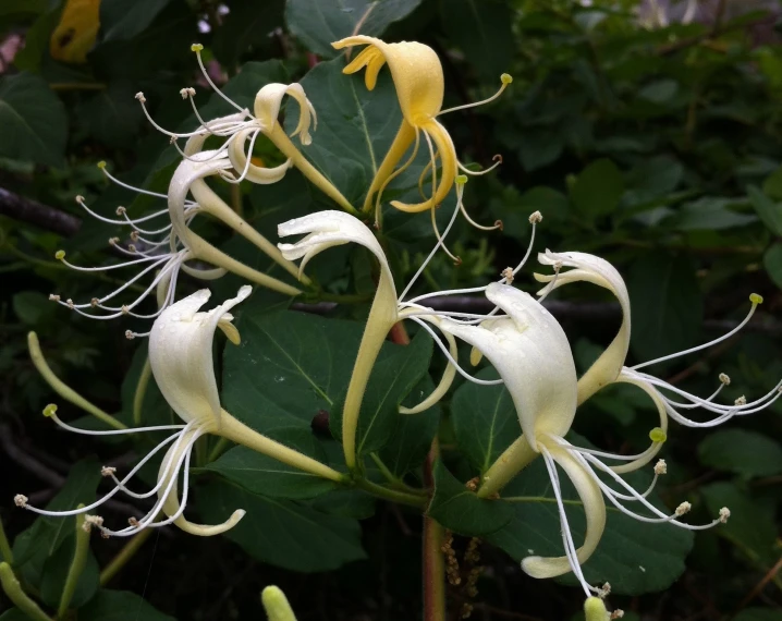 a large white flower with yellow and white flowers