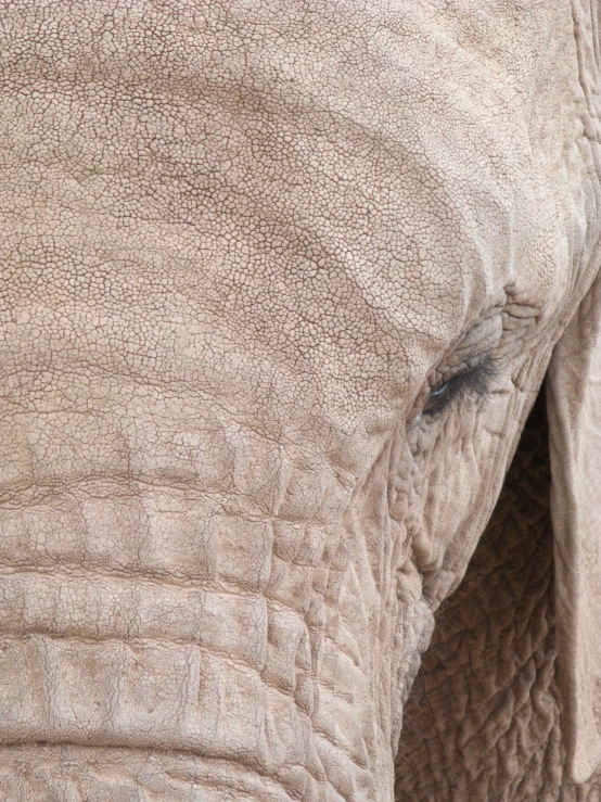 an elephants eye is visible on the right side of his head