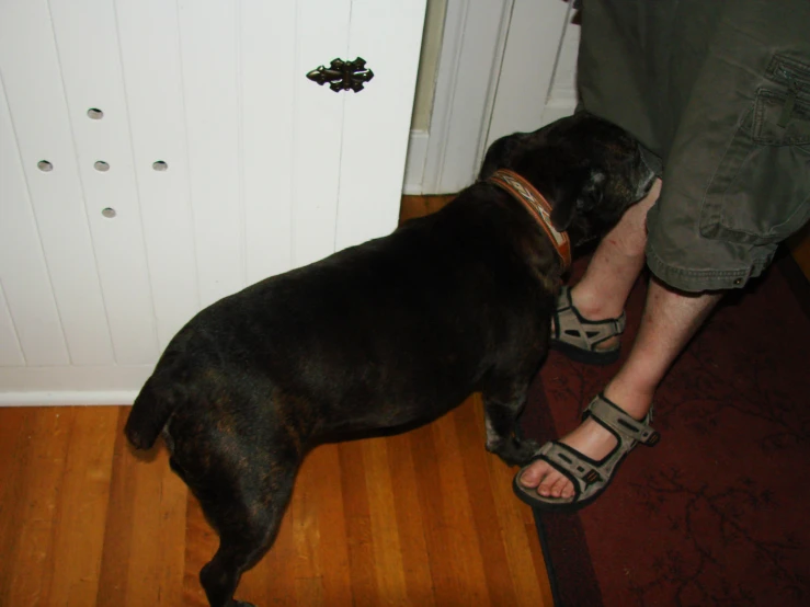 a person in sandals standing next to a dog