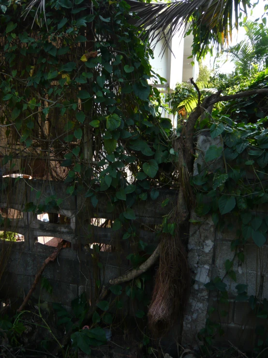 a cat sits in a fence between two bushes