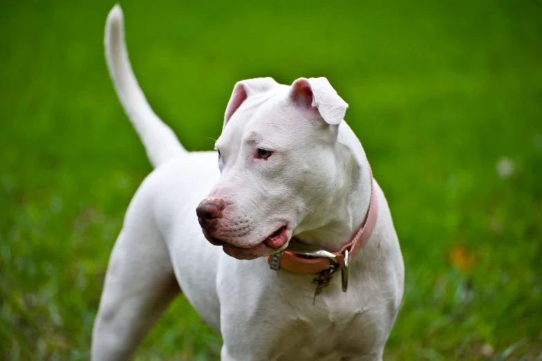 a white pitbull dog stands in the grass and stares