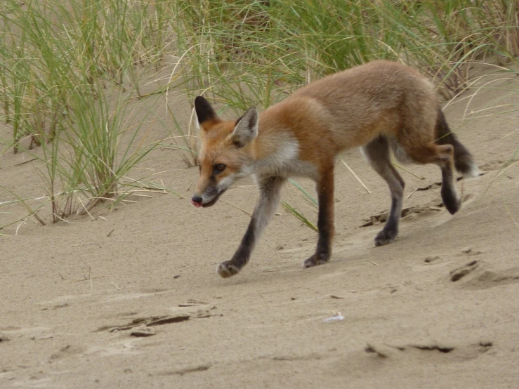 a small animal that is standing on sand