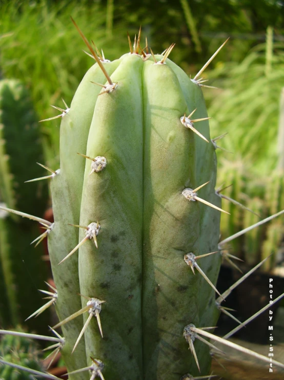 the side view of a green cactus with long spikes