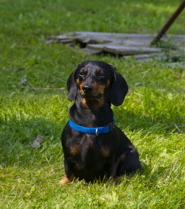 a black and brown dog sitting on top of grass