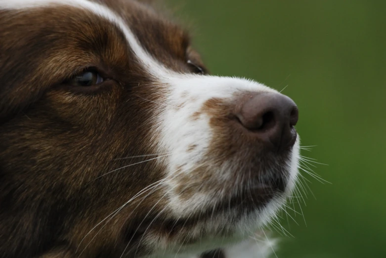 a close up picture of a brown and white dog's face