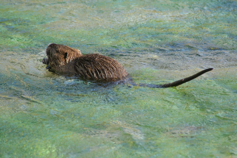 a couple of animals that are in the water