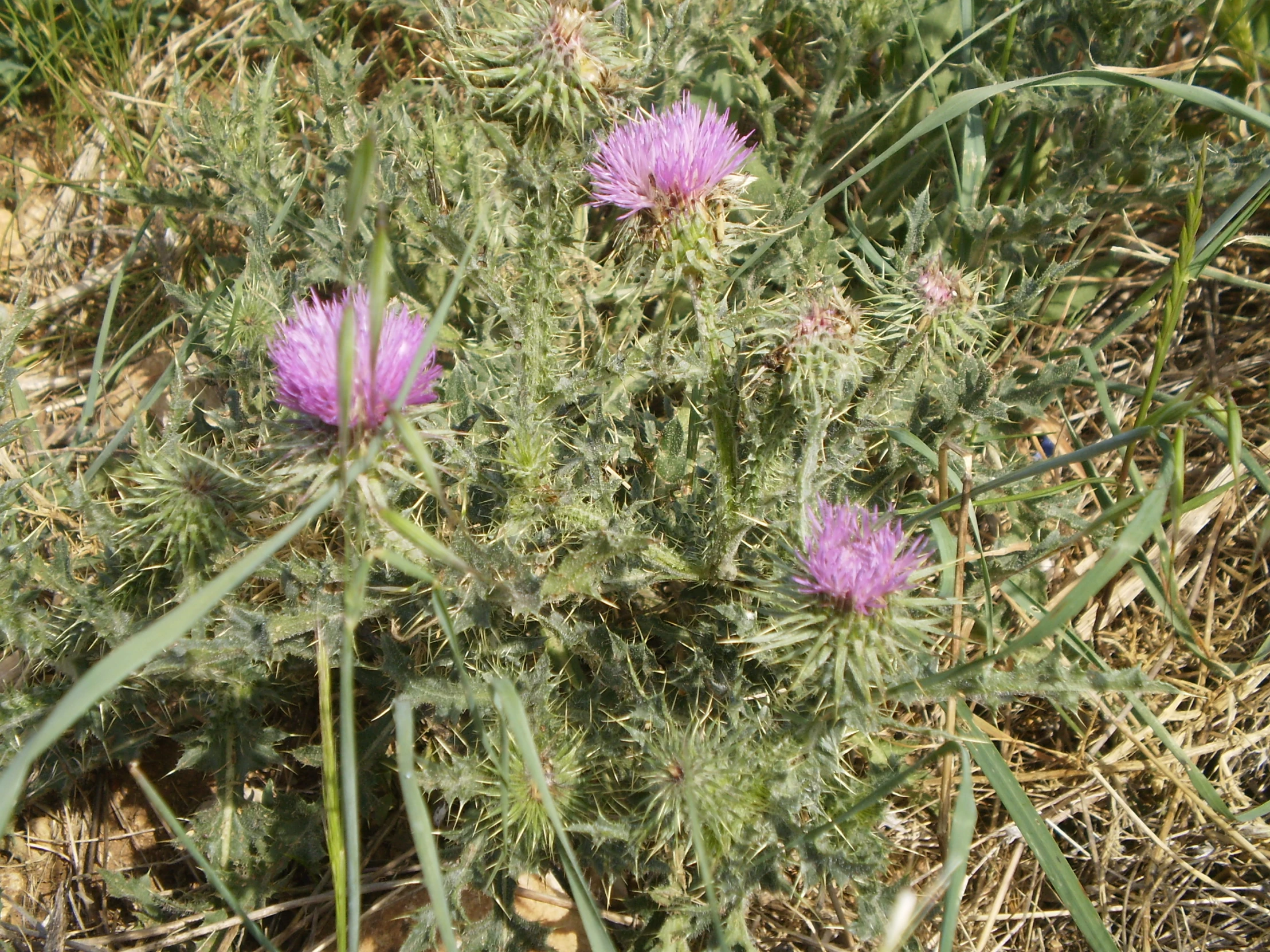 a pink plant with long stem in the wild