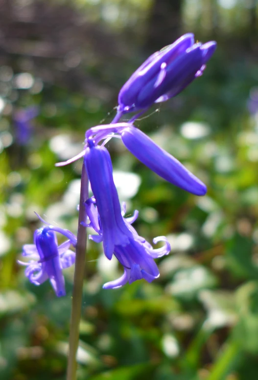 a blue flower sits in front of green leaves