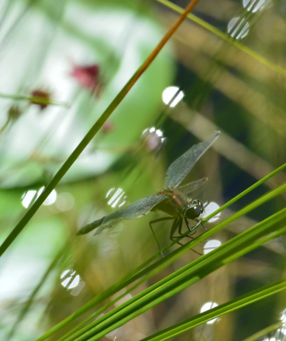 a small dragon flys through the reeds