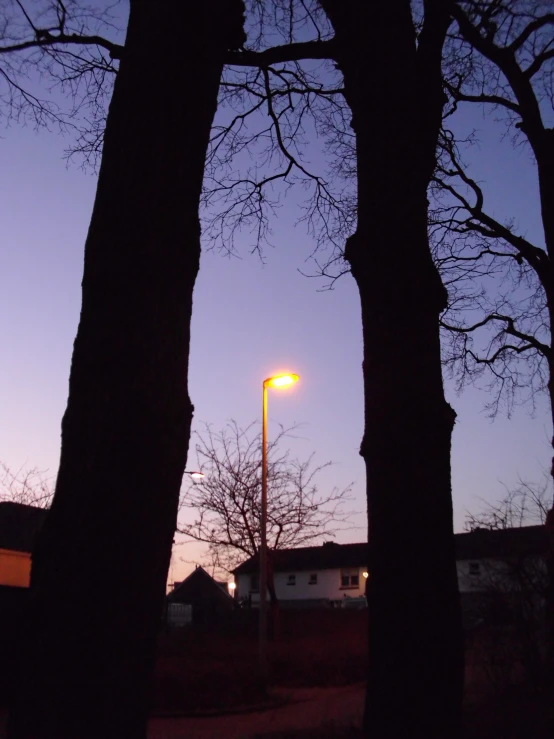 there are three trees by the street lamp