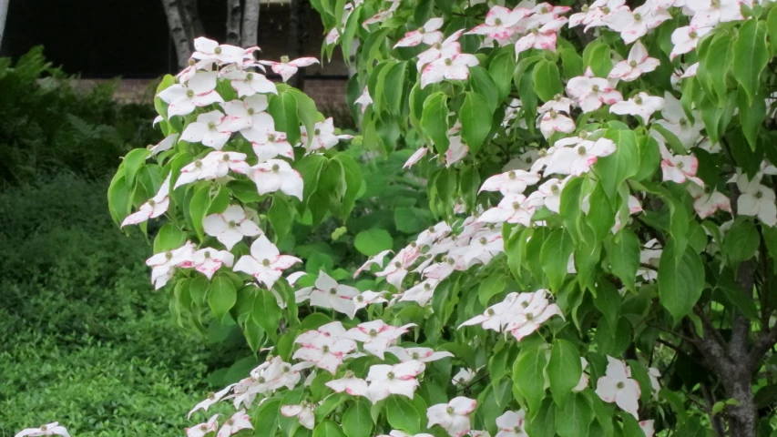 some white flowers and leaves are growing by bushes