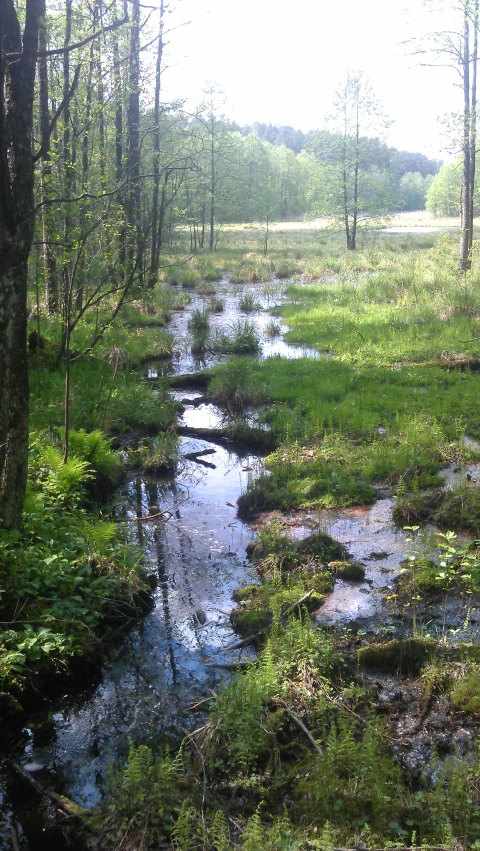 a stream running through an open forest surrounded by lush green grass