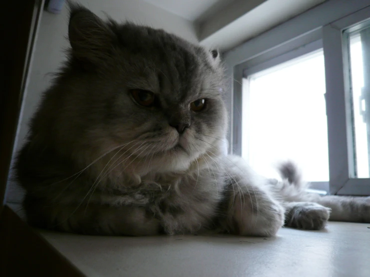 a fluffy gray cat looking out a window