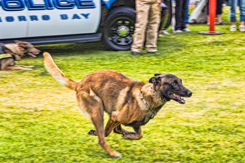 a dog jumps up into the air while being watched by two people in front of a police car