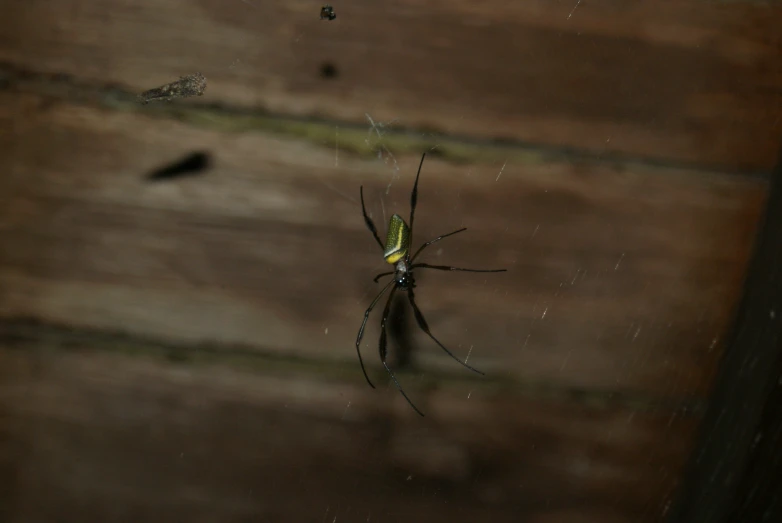 an image of a spider that is on the wall