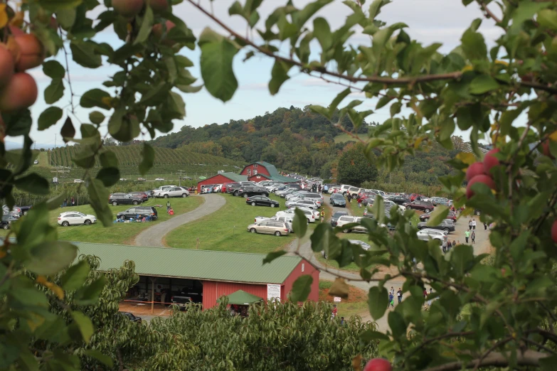 an apple farm on a cloudy day