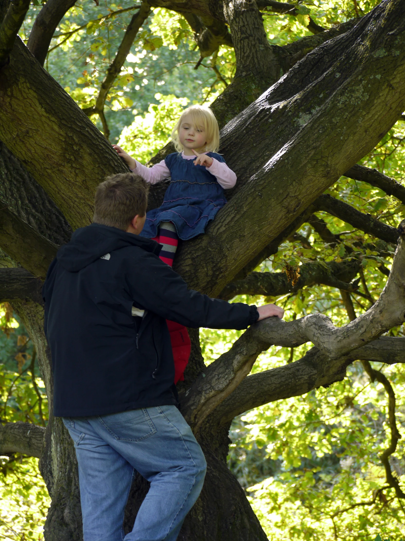 a man is holding onto the nches of a tree while a  plays in the tree