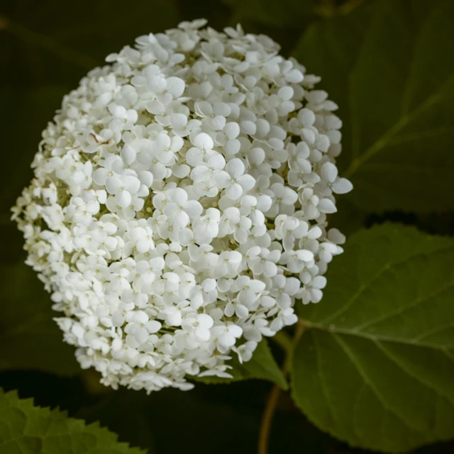 the white flowers are all over the ground