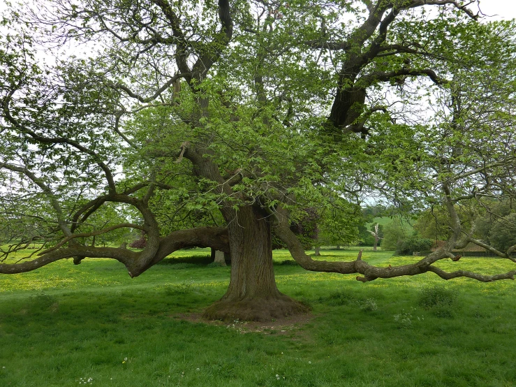 an oak tree with a green grass lawn and several trees in the background