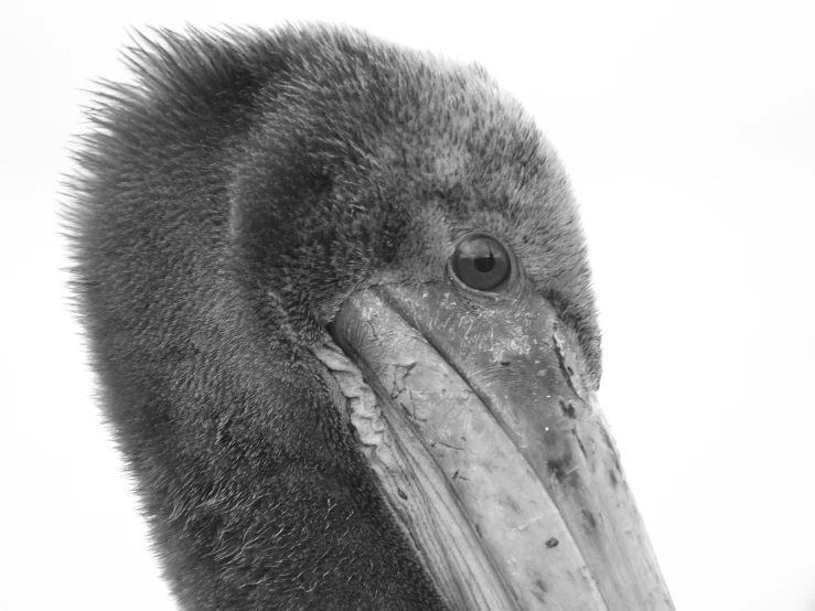 a close up view of a big bird with feathers on it's head