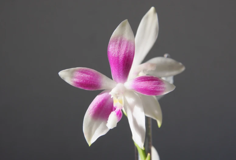 a white and pink flower with a dark background