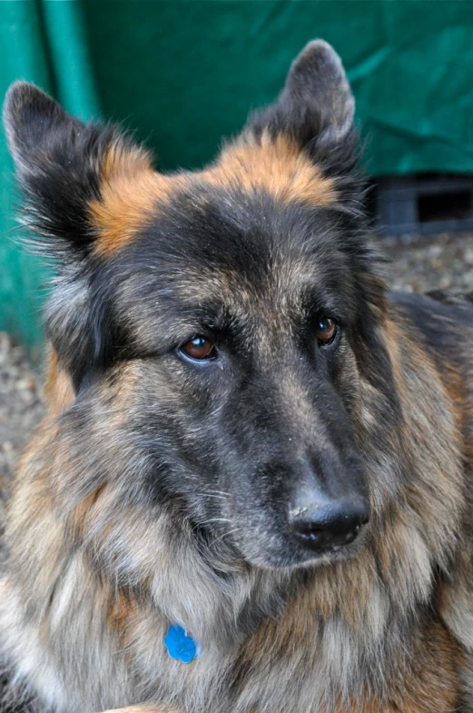 a furry german shepherd is resting close to the ground