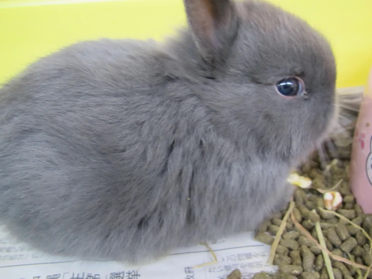 a gray small animal inside of a cage